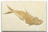 Bargain, Fossil Fish (Diplomystus) - Wyoming #346948-1